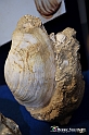 VBS_9073 - Museo Paleontologico - Asti